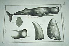 ffree streaming mature porn french engraving sperm whale